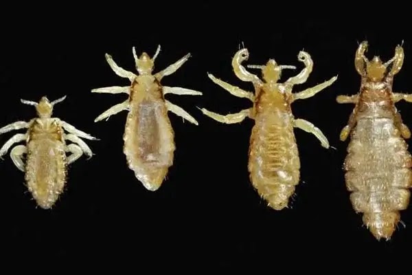 can body lice live in mattresses